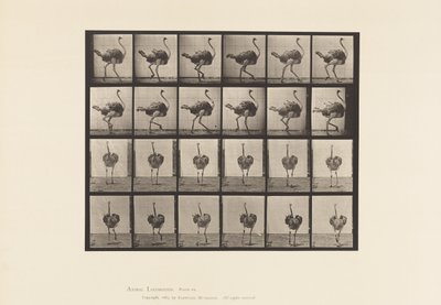 プレート 772ダチョウの散歩 作： Eadweard Muybridge