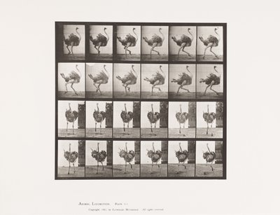 773枚目の写真ダチョウ、走る 作： Eadweard Muybridge
