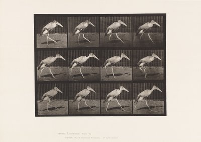 プレート 774歩く 作： Eadweard Muybridge
