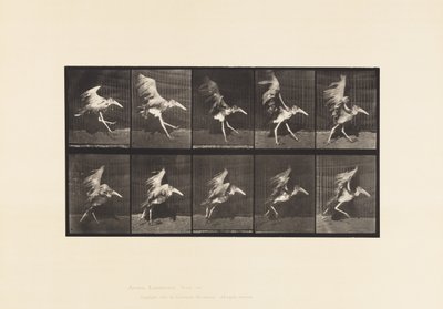プレート775アジュタント、フライング・ラン 作： Eadweard Muybridge