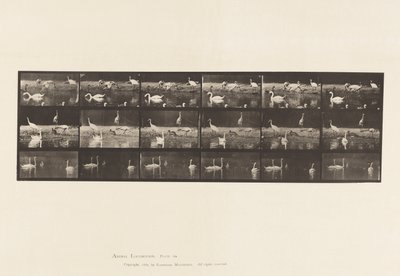 プレート 776コウノトリ、ハクチョウなど、A、B、C 作： Eadweard Muybridge