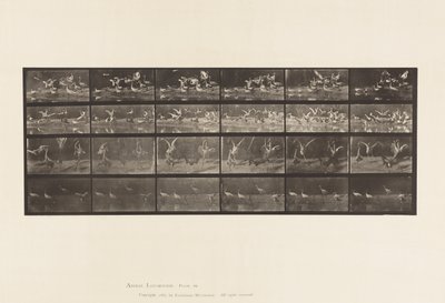 プレート777コウノトリ、他、A、B、C、D 作： Eadweard Muybridge