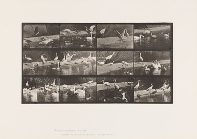 プレート780コウノトリ、ハクチョウ、その他 作： Eadweard Muybridge