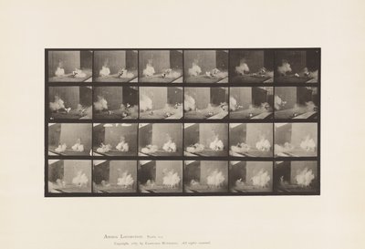 プレート781魚雷におびえるニワトリたち 作： Eadweard Muybridge