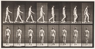 プレート8。ウォーキング 作： Eadweard Muybridge