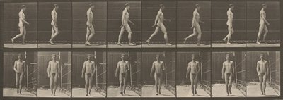 プレートナンバー 5.ウォーキング、1887年（写真） 作： エドワード・マイブリッジ