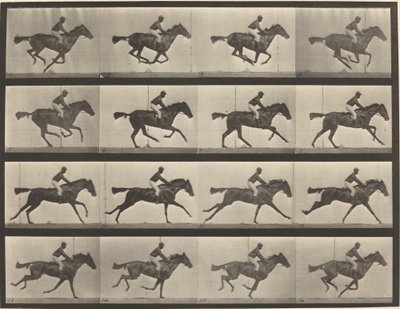 プレート番号 626。ギャロップ、サラブレッドのベイ マーレ、アニー G. 作： Eadweard Muybridge