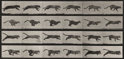  作： Eadweard Muybridge