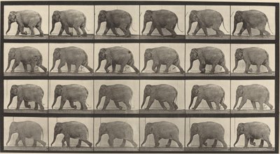プレート番号 733. ゾウの散歩 作： Eadweard Muybridge