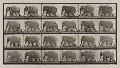 プレート番号733。象の散歩 作： Eadweard Muybridge