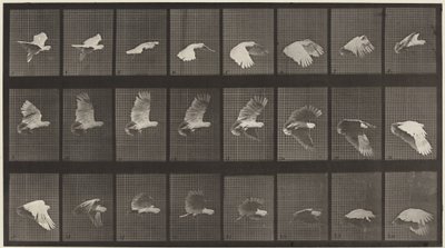プレート番号758飛ぶオウム、1887年（写真） 作： エドワード・マイブリッジ