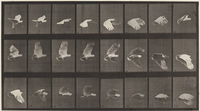 プレート番号 758。飛んでいるオウム 作： Eadweard Muybridge