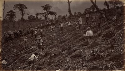 1875年、アンティグア・デ・グアテマラでのコーヒー農園の立ち上げ。 作： エドワード・マイブリッジ