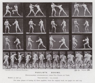 動いている人間の姿。闘士、ボクシング（モノクロ写真 作： Eadweard Muybridge