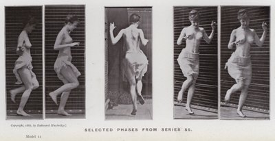 動きのある人間の姿。シリーズ55からの選択段階（モノクロ写真 作： Eadweard Muybridge