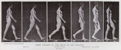 動きのある人間像。アスリートの歩き方のいくつかの段階（モノクロ写真 作： Eadweard Muybridge