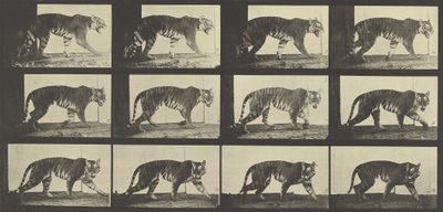 トラの歩行、動物の移動からのプレート729、1887 作： Eadweard Muybridge