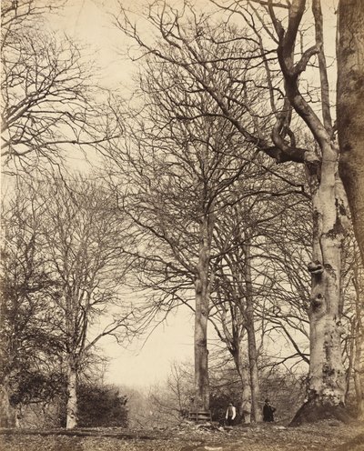 アデレード女王のブナ、1864年 作： Earl of Caithness