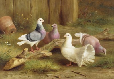 鳩 作： Edgar Hunt