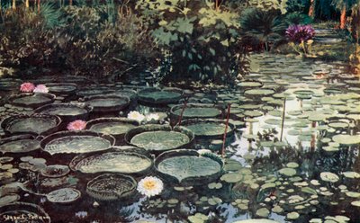 Victoria Regia (カラーリソ) 作： Edgar L. Pattison