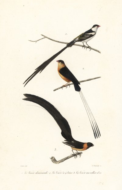 ホワイダ鳥。 作： Edouard (after) Travies