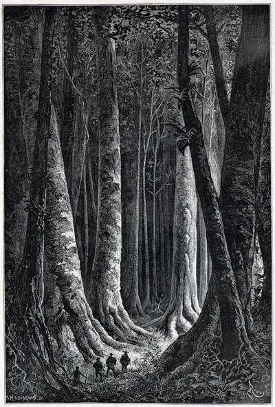 フランス領ギアナの森、Riouの絵、"Le Tour du Monde", 2nd sem.1879. 作： Edouard Riou