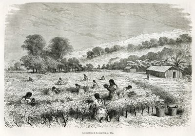 イトゥアタ渓谷でコカの葉を摘む、E.Riouによるドローイング、1873年にポール・マルコイが行ったチチカカ地方とペルー下部の東の渓谷の旅を説明するためのもの。Le tour du monde』に掲載されているエングレーヴィング 作： Edouard Riou