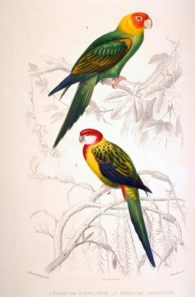 1.黄色い頭のインコ。 2.オムニカラードインコ 作： Edouard Travies