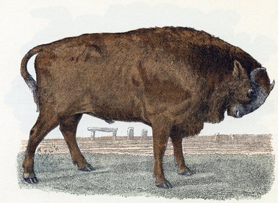 Aurochs (urauch または auroch) -「アルファベットは動物を示しています」19 世紀 (彫刻) 作： Edouard Travies
