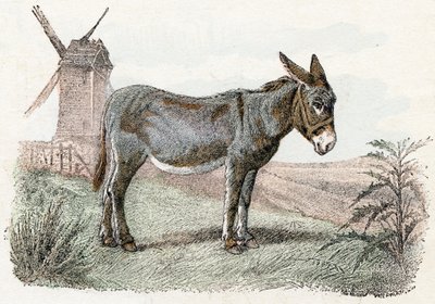 Burro de 