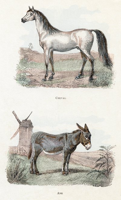Cavalo e burro- “Alfabeto ilustra animais” Século XIX (gravura) 作： Edouard Travies
