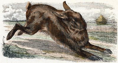 Lievre- “Alfabeto ilustra animais” século XIX (gravura) 作： Edouard Travies
