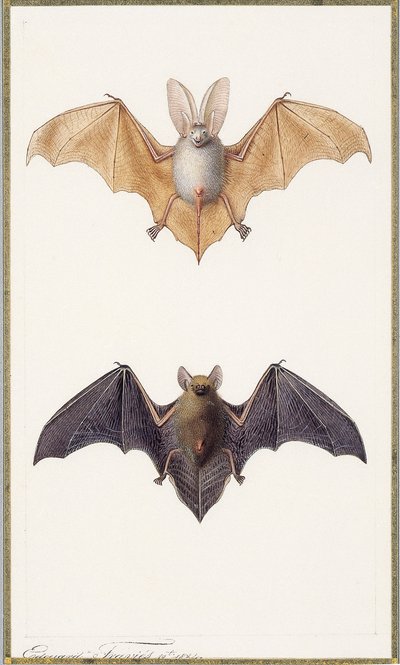 ウサギコウモリと一般的なコウモリ、1834年 作： Edouard Travies