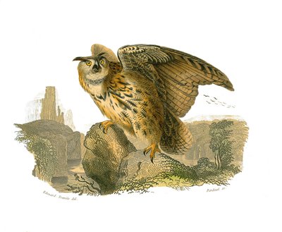 自然史委員会：昼間の猛禽類を描いた動物学委員会。大公 作： Edouard Travies