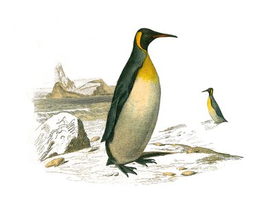 博物学ボード。brachyptereヤシの木（潜水鳥）を表現した動物学的ボード。大型のもの。博物学者のビュフォン伯爵ジョルジュ・ルイ・ルクレール（1707〜1788）が著した『ビュフォン全集』の鳥類に関する9巻から描かれた板。 作： Edouard Travies