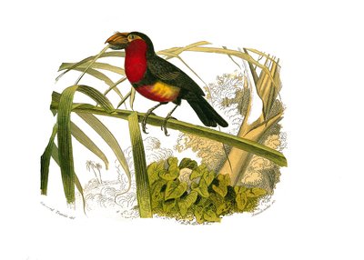 ナチュラルヒストリーボード。クライマーを代表する動物学のボード。バービカン博物学者のビュフォン伯爵ジョルジュ・ルイ・ルクレール（1707-1788）が1749年から1785年にかけて執筆した『ビュフォン全集』の鳥類に関する9巻から抜粋した図版。イラスト 作： Edouard Travies