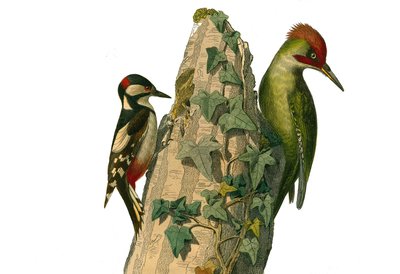 ナチュラルヒストリーボード。クライマーを表す動物学的なボード。エペイチとアオゲラは頭部が赤い（緑の峰）。博物学者ジョルジュ・ルイ・ルクレール（伯爵）の『ビュフォン全集』の鳥類9巻から描かれた図版。 作： Edouard Travies