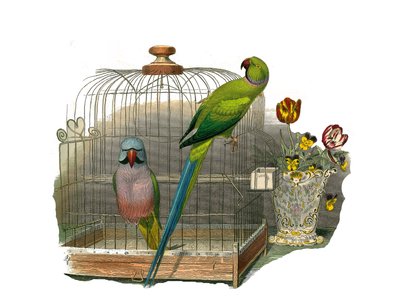 ナチュラルヒストリーボード。クライマーを表現した動物園ボード。インコには口ひげがあり、インコにはピンクのネックレスがついている。博物学者のジョルジュ・ルイ・ルクレール伯爵が執筆した『ビュフォン全集』の鳥類に関する9巻から描かれたプレート。 作： Edouard Travies