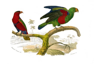 ナチュラルヒストリーボード。クライマーを表す動物学的なボード。三色のロリと緑のオウム。博物学者ビュフォン伯爵ジョルジュ・ルイ・ルクレール（1707-1788）の『ビュフォン全集』の鳥類9巻から描かれた図版。 作： Edouard Travies
