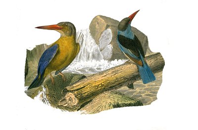 ナチュラルヒストリーボード。syndactyl passerines（ソーダの指を2本以上揃える）を表す動物学的ボード。オオアカショウビンと灰色頭のカワセミ。博物学者ビュフォンの著書『ビュフォン全集』の鳥類に関する9巻から描かれた図版。 作： Edouard Travies