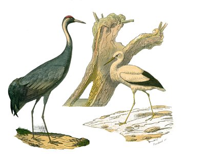ナチュラルヒストリーボード。水鳥や鶴やコウノトリなどのクルトリロストル（大きくて長くて強い嘴を持つ鳥）を描いた動物図鑑。博物学者ジョルジュ・ルイ・ルクレールの『ビュフォン全集』の鳥類に関する9巻から引用したもの。 作： Edouard Travies