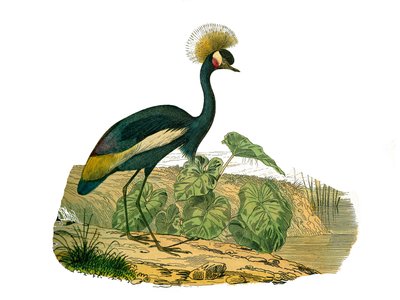 自然史委員会：水鳥と文化的ウェーダーを代表する動物学委員会 作： Edouard Travies