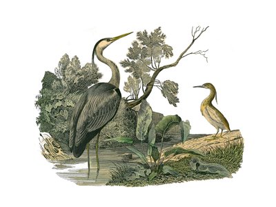 ナチュラルヒストリーボード。鷺や蟹などの水鳥や渡り鳥を描いた動物図鑑。博物学者ジョルジュ・ルイが執筆した『ビュフォン全集』の鳥類に関する9巻から抜粋した図版。 作： Edouard Travies