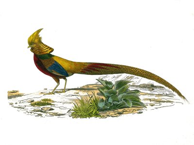 ナチュラルヒストリープレート。キジを描いた動物園の板。博物学者のビュフォン伯爵ジョルジュ・ルイ・ルクレール（1707-1788）が1749年から1788年にかけて執筆した『ビュフォン全集』の鳥類に関する9巻から描かれた図版。 作： Edouard Travies