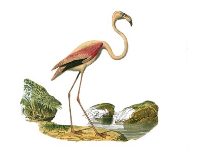 ナチュラルヒストリープレート。嘴の長い渉禽類、ピンク・フラミンゴを描いた動物図鑑。博物学者のジョルジュ・ルイ・ルクレール伯爵が執筆した『ビュフォン全集』の鳥類に関する9巻から抜粋した図版。 作： Edouard Travies