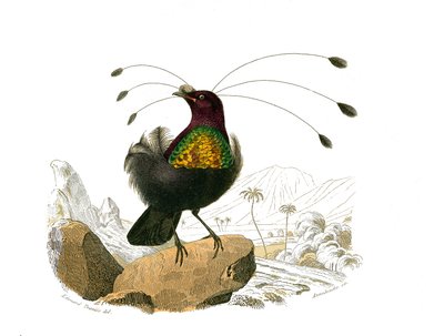 博物学的なボード。conirostrous passerines（円錐形のくちばし）を表現した動物学的ボード。シフィレ（Sifilet）。博物学者ビュフォン伯爵ジョルジュ・ルイ・ルクレール（1707-1788）の『ビュフォン全集』の鳥類9巻から描かれた図版。 作： Edouard Travies