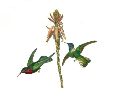 博物学的なボード。conirostrous passerines（円錐形のくちばし）を表す動物学的ボード。ガーネット・ハチドリとジャコビン・フライ・バード。博物学者ジョルジュ・ルイ・ルクレールの『ビュフォン全集』の鳥類に関する9巻から引用した図版。 作： Edouard Travies