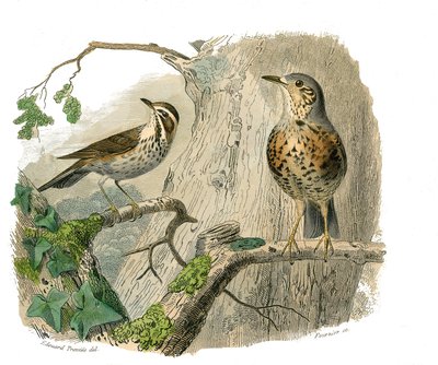 博物学的なボード。conirostrous passerines（円錐形のくちばし）を表す動物学的ボード。呪われたものと排水溝。博物学者のビュフォン伯爵ジョルジュ・ルイ・ルクレールが執筆した『ビュフォン全集』の鳥類に関する9巻から描かれた板（1 作： Edouard Travies