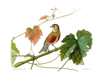 博物学的なボード。conirostrous passerines（円錐形のくちばし）を表す動物学的ボード。ライノット。博物学者ビュフォン伯爵ジョルジュ・ルイ・ルクレール（1707-1788）の『ビュフォン全集』の鳥類9巻から描かれた板。 作： Edouard Travies