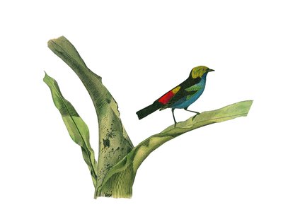 博物学的なボード。円錐形のくちばしを持つ鳥類を表した動物学的な板。博物学者ビュフォン伯爵ジョルジュ・ルイ・ルクレール（1707-1788）が1749年に執筆した『ビュフォン全集』の鳥類に関する9巻から描かれた図版。 作： Edouard Travies